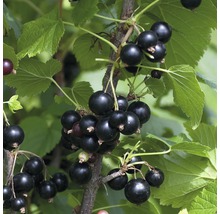 Schwarze Johannisbeeren an einem Strauch mit Blättern.