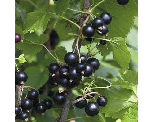 Schwarze Johannisbeeren an einem Strauch mit Blättern.