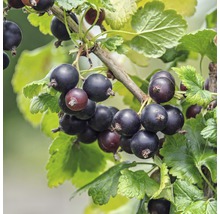 Schwarze Johannisbeeren an einem Zweig mit Blättern.