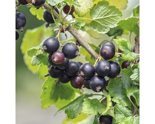 Bio Josta Beere Hof:Obst Ribes x nidigrolaria H 30-40 cm Co 3,4 L Schwarze Johannisbeeren an einem Zweig mit Blättern.