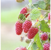 Himbeeren an einem Strauch mit Blättern