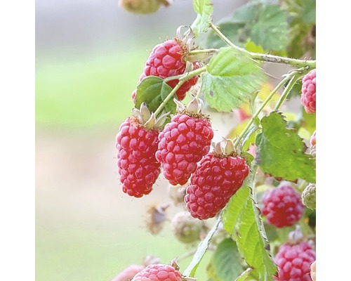 Himbeeren an einem Strauch mit Blättern