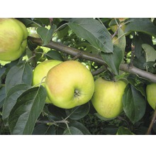 Äpfel am Apfelbaum
