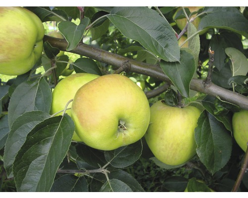 Bio Herbstapfel Tafelapfel FloraSelf Bio Malus domestica 'Gravensteiner' H 120-150 cm Co 7,5 L