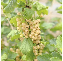 Weiße Johannisbeeren an einem Strauch mit grünen Blättern