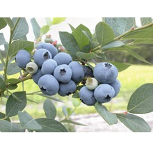 Nahaufnahme von Heidelbeeren am Strauch