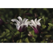 Zwei blühende Clematis-Blüten im Nahbereich