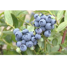 Nahaufnahme von Blaubeeren am Strauch