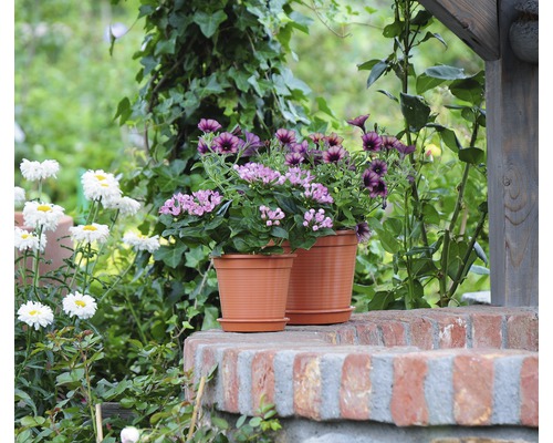 Blumen in Töpfen auf einer Mauer im Garten