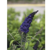 Schmetterlingsflieder mit violetten Blüten