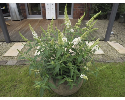 Schmetterlingsstrauch in einem Topf im Garten.
