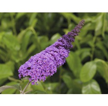 Schmetterlingsfliederblüte im Detail