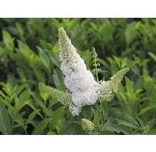 Schmetterlingsflieder mit weißen Blüten