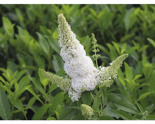 Schmetterlingsflieder mit weißen Blüten