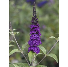 Lila Schmetterlingsflieder im Detail