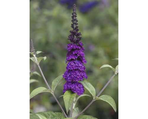 Lila Schmetterlingsflieder im Detail