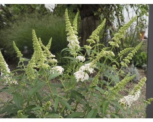 Schmetterlingsstrauch mit weißen Blüten im Garten