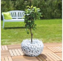 Baum im Gabionen-Pflanzgefäß auf einer Holzterrasse mit einer Bank im Hintergrund