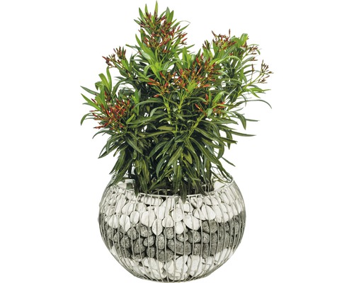 Oleander im Gabionen Pflanzgefäß mit Steinen