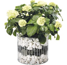 Hortensie in einem Pflanzgefäß mit Steinen