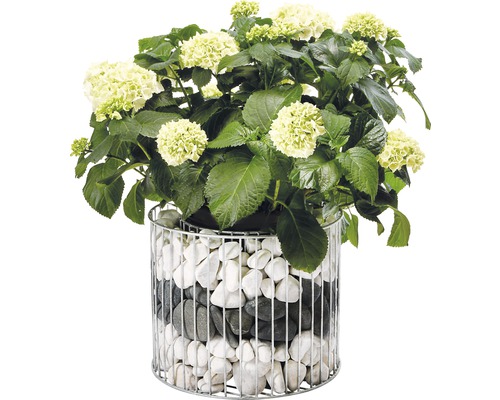 Hortensie in einem Pflanzgefäß mit Steinen