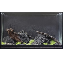 Aquarien-Wasserpflanzenpaket M "Guppy Tank" für ca. 60 l Aquarium 10 Töpfe-thumb-9