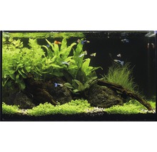 Aquarien-Wasserpflanzenpaket M "Guppy Tank" für ca. 60 l Aquarium 10 Töpfe-thumb-1
