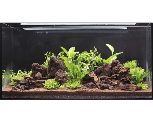 Aquarium mit Steinen, Holz und Pflanzen dekoriert