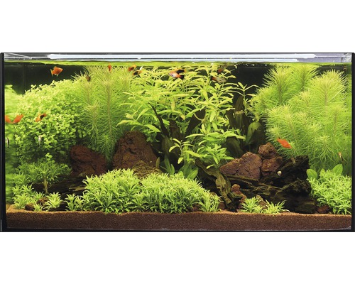 Aquarien-Wasserpflanzenpaket L "Wild Jungle" für ca. 80 l Aquarium 15 Töpfe