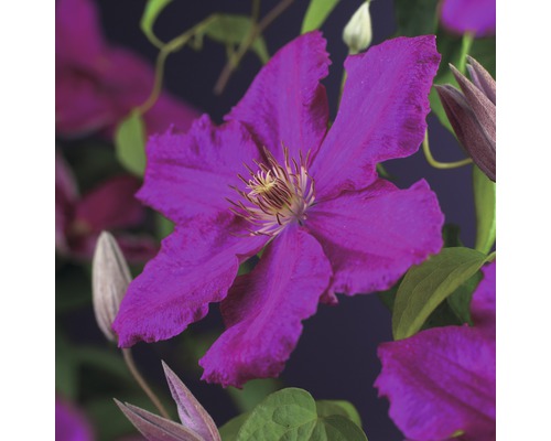 Großblumige Waldrebe FloraSelf Clematis Hybride 'Ernest Markham' H 50-70 cm Co 2,3 L Nahaufnahme einer purpurfarbenen Waldrebeblüte.