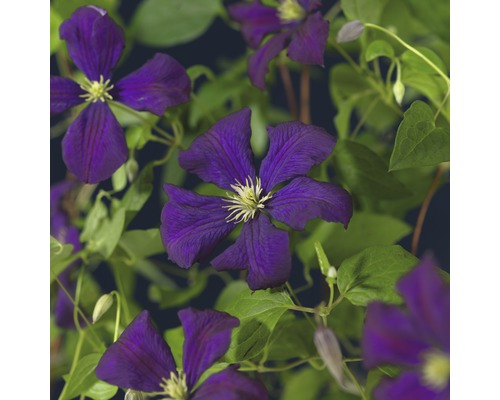 Italienische Waldrebe FloraSelf Clematis viticella 'Etoile Violette' H 50-70 cm Co 2,3 L