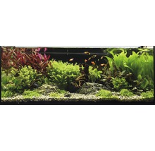 Dekoratives Aquarium mit Fischen, Pflanzen, Steinen und Holzwurzeln