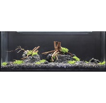 Eingerichtetes Aquarium mit Steinen, Wurzeln und Pflanzen