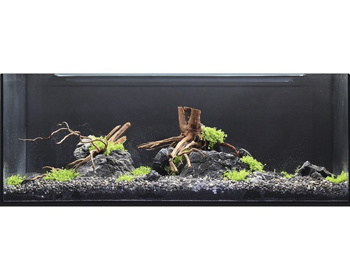 Eingerichtetes Aquarium mit Steinen, Wurzeln und Pflanzen