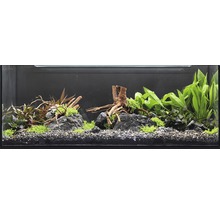 Eingerichtetes Aquarium mit Pflanzen, Steinen und Wurzelholzdekoration