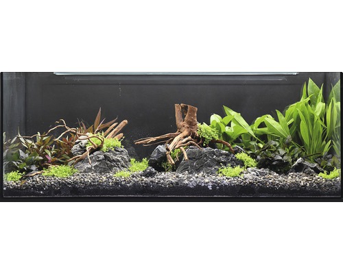 Eingerichtetes Aquarium mit Pflanzen, Steinen und Wurzelholzdekoration