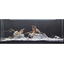 Dekoratives Aquarium mit Steinen, Wurzelholz und Kies
