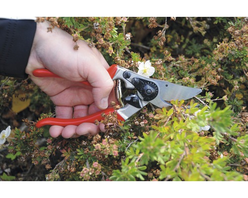 Gartenarbeit mit Gartenschere an einer Pflanze