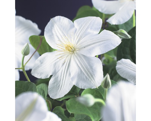 Großblumige Waldrebe FloraSelf Clematis Hybride' Madame Le Coultre' H 50-70 cm Co 2,3 L