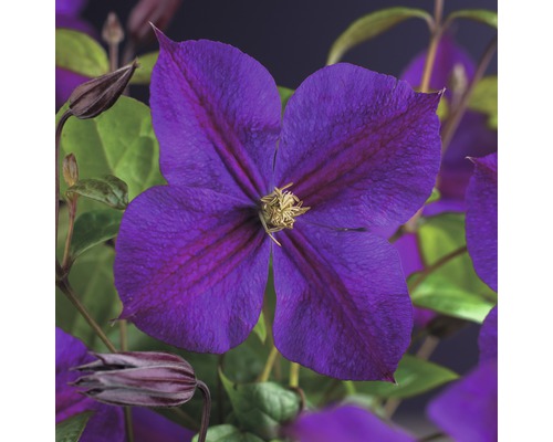 Waldrebe FloraSelf Clematis 'Star of India' 53-70 cm