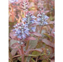 Kriechender Günsel mit blau-violetten Blüten und dunkelgrünen Blättern.