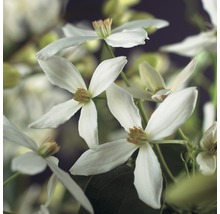 Waldrebe immergrün Clematis armandii Co 2,3l