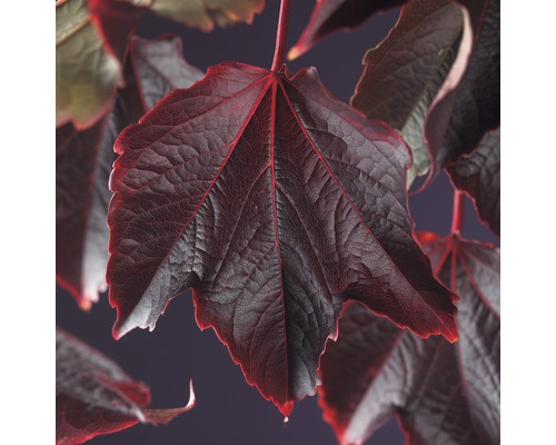 Wilder Wein FloraSelf Parthenocissus tricuspidata 'Veitchii' H 50-70 cm Co 2,3 L Nahaufnahme eines dunkelroten Blattes einer Kletterpflanze.