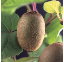 Kiwi-Frucht am Baum