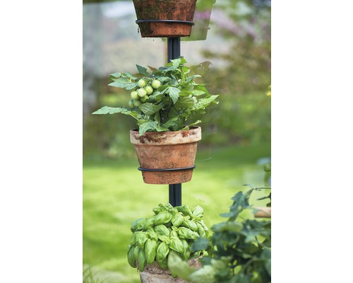 Pflanzensäule mit Basilikum- und Tomatenpflanzen in Tontöpfen