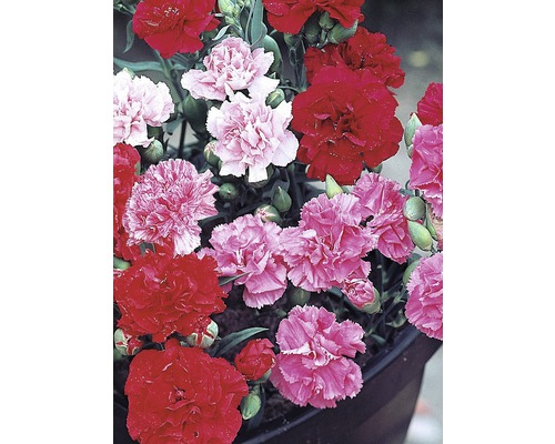 Nelken in verschiedenen Farbtönen in einem Topf