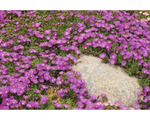Teppich-Mittagsblume bedeckt einen Steingarten