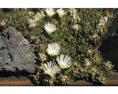 Teppich-Mittagsblume mit weißen Blüten im Gartenbeet