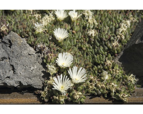 Mittagsblume Delos, eine sukkulente Pflanze mit weißen Blüten
