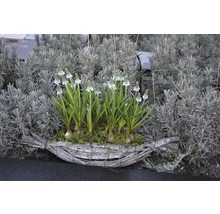 Blühende Traubenhyazinthen in einem Flechtkorb